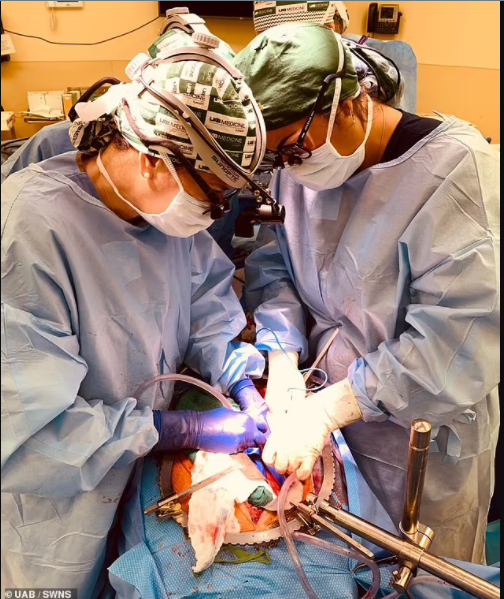 Surgeons Perform Second Successful Pig-To-Human Kidney Transplant