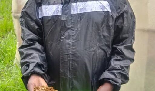 Untapped ‘Gold’ in Black Soldier Fly Farming at Kanyazulu Farms in Mchinji