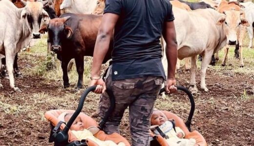 South Africans unveil traditional, free DNA test using cows to tell if a newborn belongs to a man