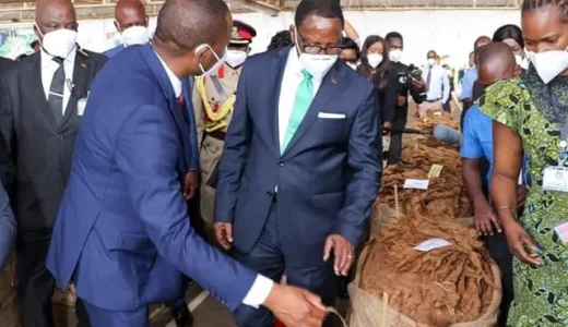 MALAWI’S TOBACCO MARKET NOSE-DIVING UNDER CHAKWERA: Growers realising less earnings compared to DPP years