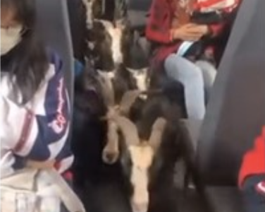 Watch|| Man Sends Passengers Into Shock As He Enters Train With Dozens Of Goats