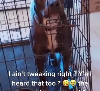 Watch| Shocking moment dog ‘spoke English’ to its owner after she threatened to sell it