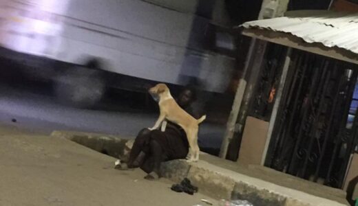Loyal dog refuses to abandon owner who ran mad, visits and plays with her daily
