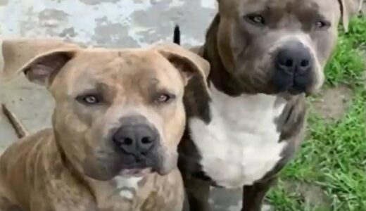 Woman Stabs Dog To Death After It Attacks Her Daughter