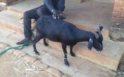 Photos: Malawian Man Caught Red-Handed Having Sex with a Goat