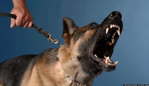 Why Dogs Bark at Some Strangers, but Not Others