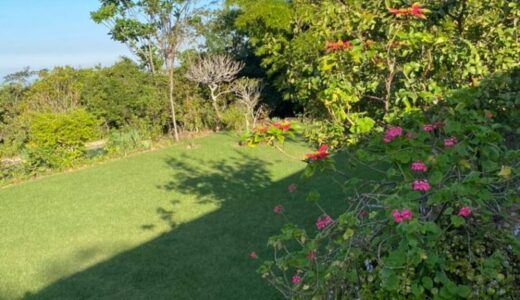 MALAWI’S HIDDEN TREASURE: Ntchisi Rain Forest