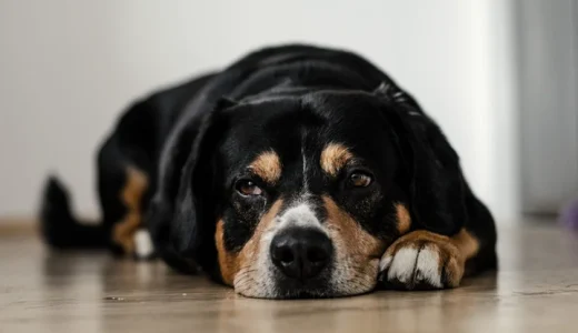 Human Behaviours Dogs Hate the Most