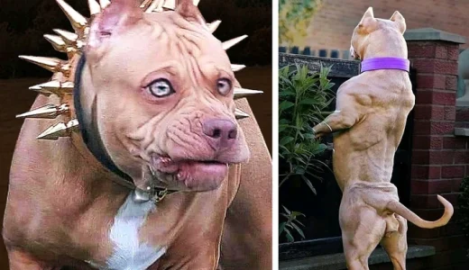 13 Most Dangerous Dogs In The World