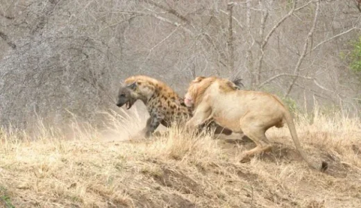 Ever Wondered Why Lions Don’t Eat Hyenas Even After Killing Them? Here Are The Reasons