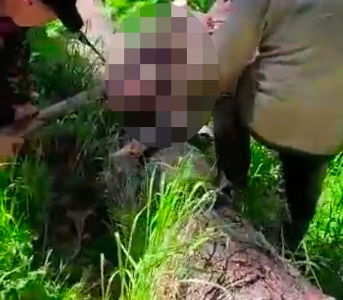 Bear shot by a hunter mauls the hunter to death in ‘revenge attack’