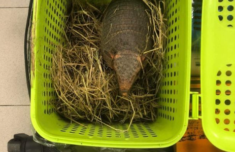 Two Women Caught Trying To Sneak Snakes, Turtles and Lizards Onto Plane