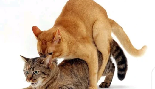 Main Reason Why Female Cat Sequels And Attack Male Cats During Mating (Watch Video)