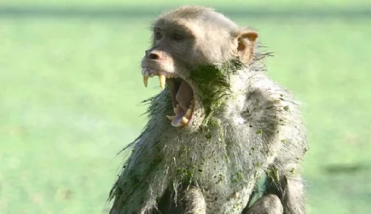 Monkeys Steal One Month Old Baby From Mother in Tanzania