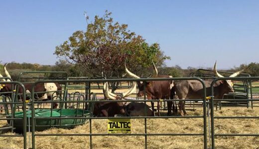 Namibian President Implicated In Cyril Ramaphosa’s Farm Robbery