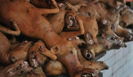 Police arrest vendor for selling dog meat in Kenya