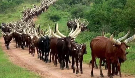 Ramaphosa’s IPad screensaver becomes talk of the night. See what was displayed on it