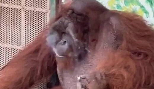 Orangutan Seen Smoking At Zoo In Shocking Footage