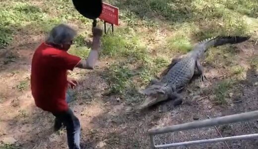 Man Fights Off Crocodile With Frying Pan