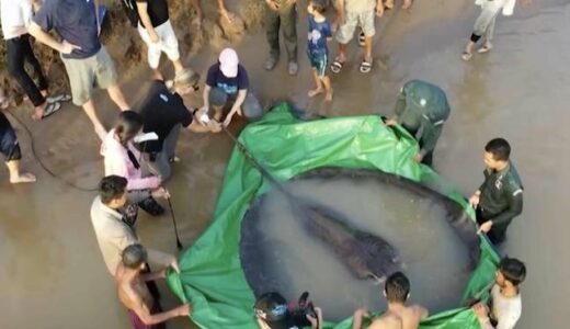 World’s Largest Ever Freshwater Fish Has Been Caught
