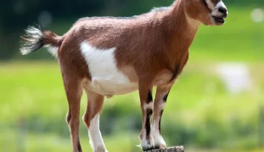 Man Raped a Goat Until It Dies, See What He Said When they Approach Him