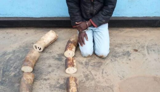 Man Arrested for Illegal Possession of Ivory