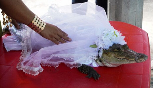 Man marries alligator dressed in white wedding gown and kisses it in front of guests
