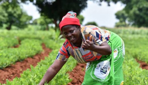 STANDARD BANK/UN WOMEN PROJECT: Mchinji women soar with Climate Smart Agriculture