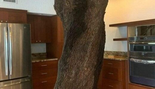 They decided not to cut the tree in their house and did this instead (Photos)
