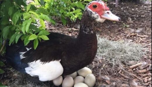 Zambia trio kills man over duck