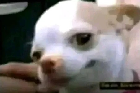 Laugh Hard With These Funny Memes