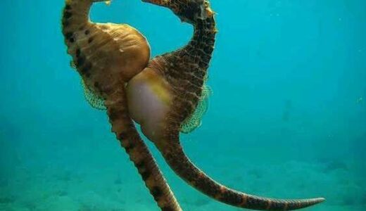 The Only Male Animal In The World That Is Impregnated By Its Female Counterpart (Video)