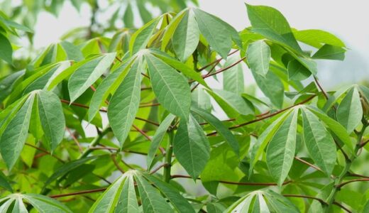 Did You Know You Can Use Cassava Leaves And Roots To Boost Your S3xual Life? See How