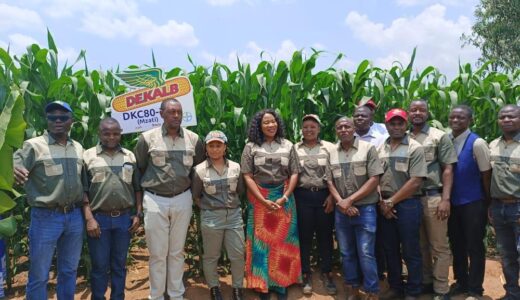Bayer Malawi launches new maize variety DKC80-23
