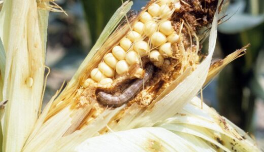Farmer Field School Approach integrated by farmers in Thyolo