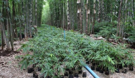 Bamboo wood alternative source of heating