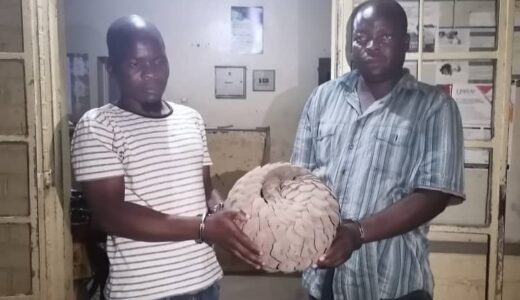 2 arrested for possessing Pangolin in Mangochi