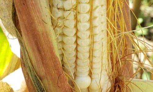 Chakwera arrives in Mzuzu