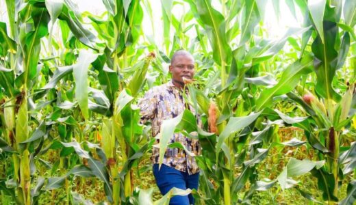 GOSHEN FARMS SET TO PRODUCE 10 000 METRIC TONNES THIS YEAR