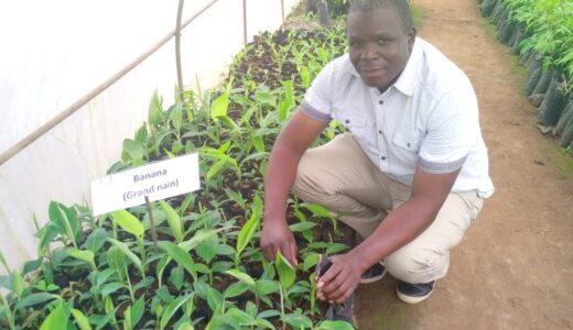 Biotech bananas, a game changer
