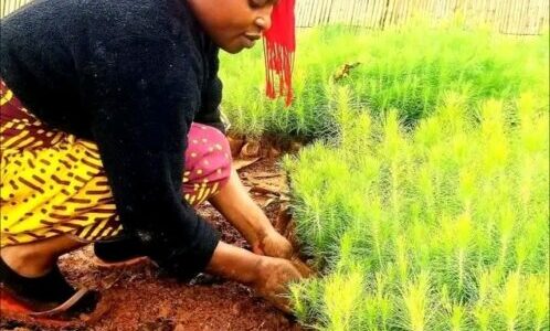 Hedman Nurseries for high quality hybrid pine, blue gum seedlings