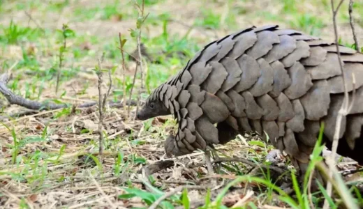 Mozambican, Rwandese sentenced 3 years over pangolin possession