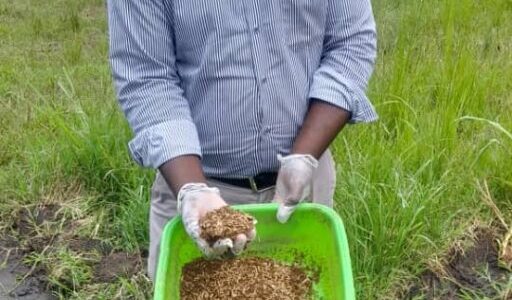 Blantyre to host first ever Black Soldier Fly farming training