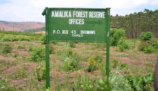 Trees worth over U$500 million stolen from Mulli’s Amalika Forest Reserve