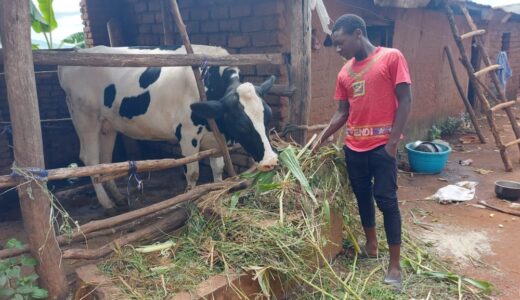 CISANET Wants Govt to Protect Dairy Industry