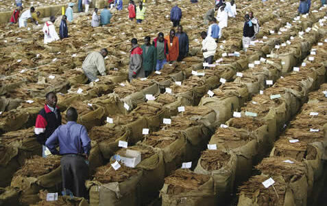 2022/2023 tobacco growing season a success – Kawale