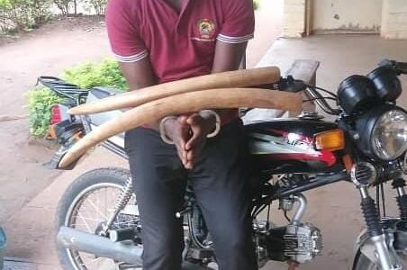 Mozambican arrested for possessing Ivory