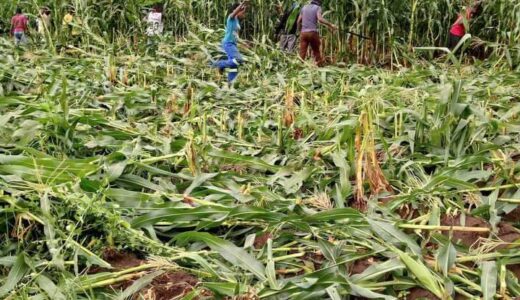 BARBARIC: Lilongwe City Council slashes maize in ‘illegal’ fields  