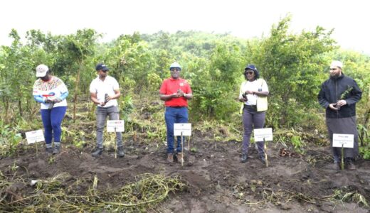 PIL plants 6000 trees in Soche Mountain