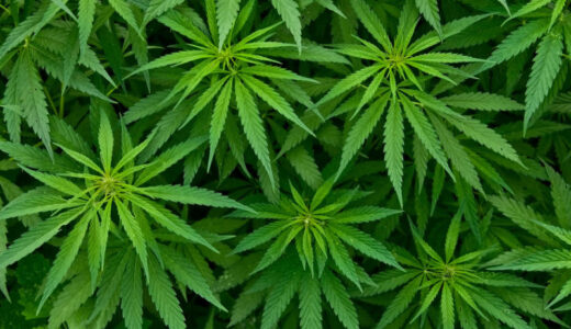 MCP MPs pass controversial bill to legalize “Chamba” farming  